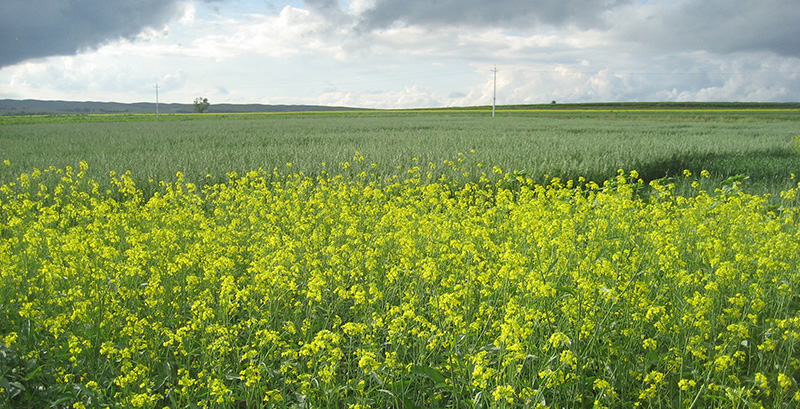 Improving the Quantification of Pests, Disease, and Weeds Impact on Crops