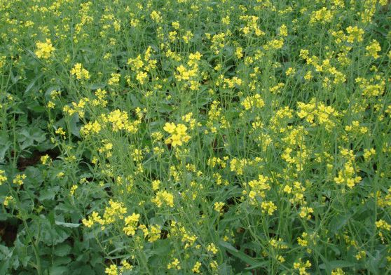 New Canola Initiative Launched